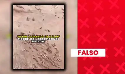 Es falso que video de lobos marinos en playas de Tacna muestre animales muertos o agonizantes
