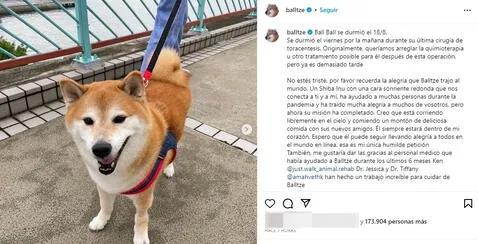  Cheems falleció víctima del cáncer de páncreas a los 12 años. Foto: Instagram/@balltze    