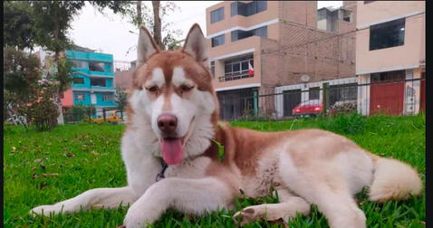 TikTok: hombre genera indignación tras vender perro extraviado que se perdió en Churin