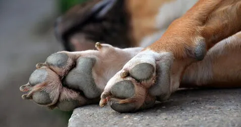  Las patas de los perros huelen a Cheetos. Foto: Mis Animales   