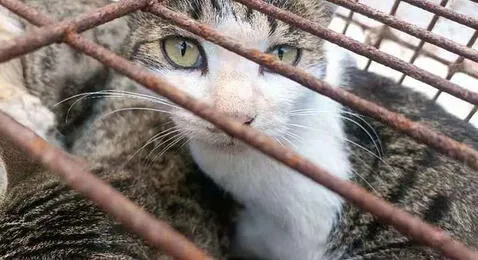 Uno de los gatos rescatados. Foto :AFP   