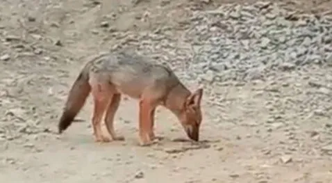 Así luce el zorrito andino Run Run a un año de estar en Granja Porcón en Cajamarca