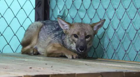 Así luce el zorrito andino Run Run a un año de estar en Granja Porcón en Cajamarca