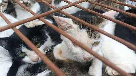 Gatos rescatados. Foto: AFP   