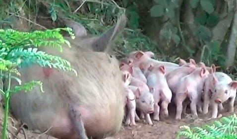 Cerdita embarazada escapó del matadero y tuvo a sus bebés en libertad en un campo