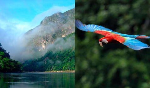 El Parque Nacional Madidi es una gran muestra de la biodiversidad amazónica. Foto: composición/SERNAP/Guardiana