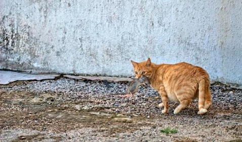 ¿Tener un gato en casa garantiza que no haya ratones?