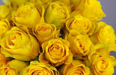Año Nuevo 2022: por qué comprar flores amarillas es una tradición |  Respuestas | La República