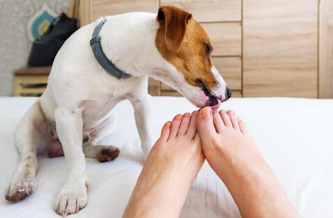 ¿Por qué los perros lamen los pies? 