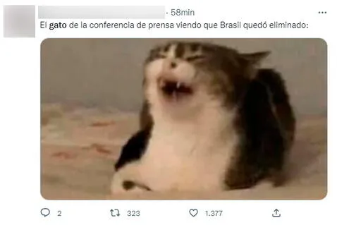 Qatar 2022: ¿La maldición del gato? Brasil queda eliminado y usuarios recuerdan maltrato felino