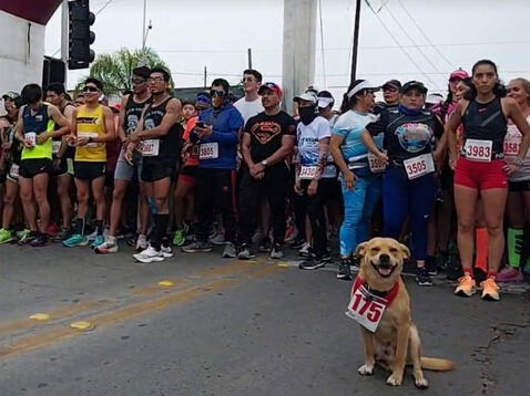 Chicles, el perrito que se hizo viral por ganar una carrera de atletismo y hoy tiene fanclub