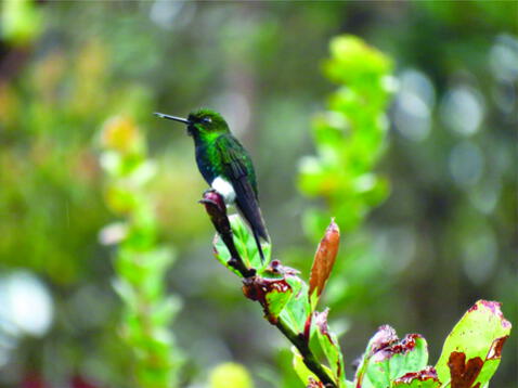 El colibrí calzadito reluciente es una de las especies que habita en esta zona. Foto: NCI