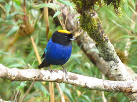 Tanagara coronidorada (Iridosornis rufivertex) es una importante especie de ave en este ecosistema. Foto: NCI