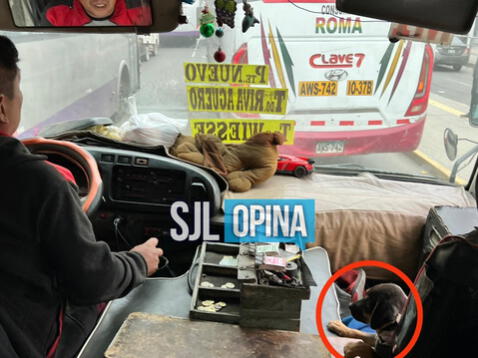 Chofer peruano enternece en redes al llevar de copiloto a su perrito para no dejarlo solo en casa