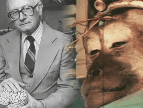 El experimento más cruel del doctor Robert White: trasplantó la cabeza de un mono a otro cuerpo 63dd82bdd184a16dcd3e6e7d