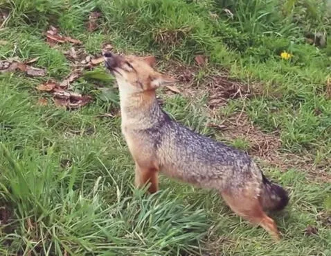 Así luce el zorrito andino Run Run a un año de estar en Granja Porcón en Cajamarca