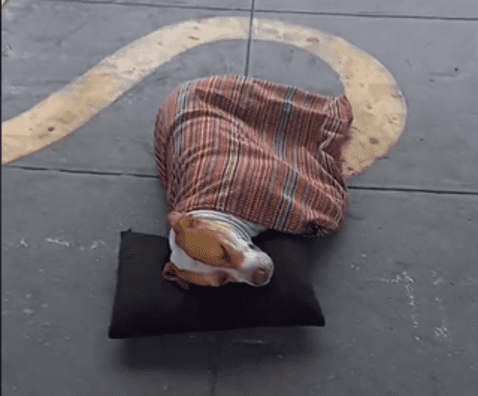 El perrito descansaba plácidamente recostado sobre una almohada. Foto: captura de TikTok/@Anthony0389   