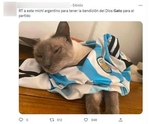 Qatar 2022: ¿La maldición del gato? Brasil queda eliminado y usuarios recuerdan maltrato felino