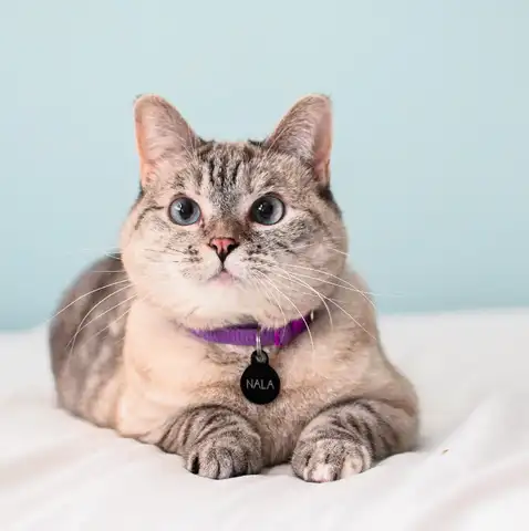 Nala, la gata millonaria que ganó un récord Guinness y es toda una celebridad en redes