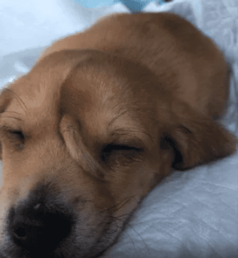Viral: perrito con una cola en la frente fue rescatado