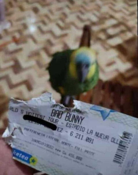 Bad Bunny en Lima: lorito destrozó entrada para concierto y usuarios aseguran que 