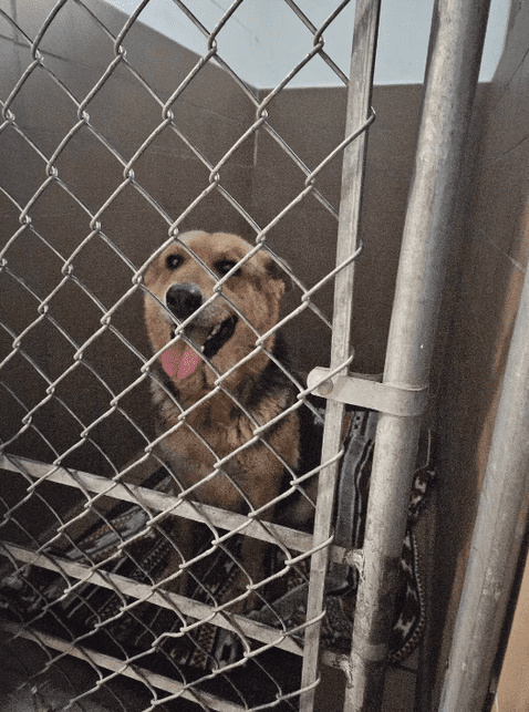 Nikki, la perrita que sobrevivió en la calle aferrada al peluche que su dueño le dio antes de morir