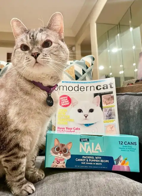Nala, la gata millonaria que ganó un récord Guinness y es toda una celebridad en redes