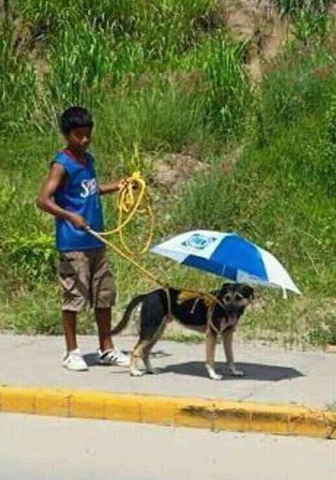 Niño intentó proteger a su perrito de calor y le fabricó una peculiar sombrilla: 