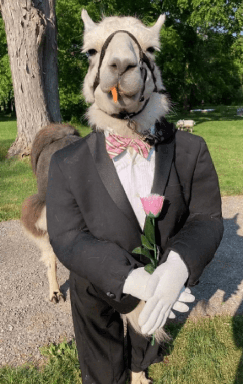 Llama padrino de boda