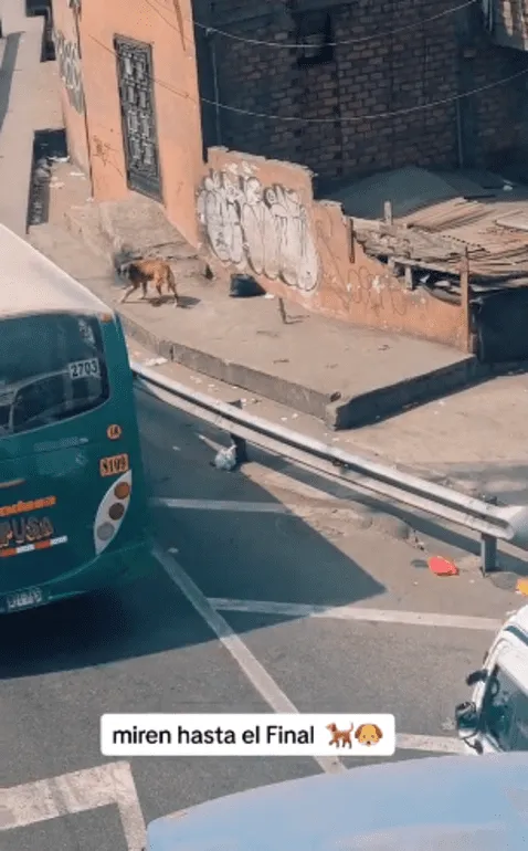 El perrito logró llegar al otro extremo de la avenida. Foto: captura TikTok @Usuariooshu   