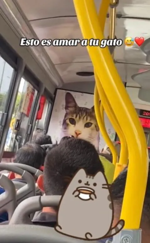 El póster de gato que sorprendió a los pasajeros en el micro. Foto: captura de TikTok   