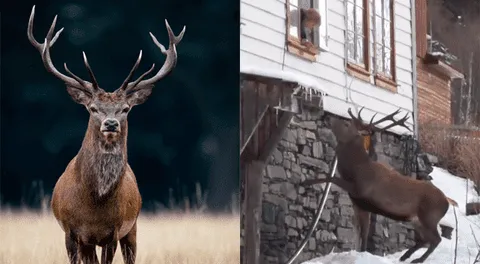 Facebook: mujer le da emotiva bienvenida a un ciervo que la visitó por Navidad [VIDEO]