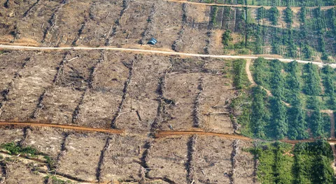 Deforestación en la Amazonía alcanza su pico más alto en los últimos 12 años