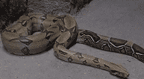 Callao: Abre la puerta de su casa y encuentra una serpiente de gran tamaño [VIDEO]