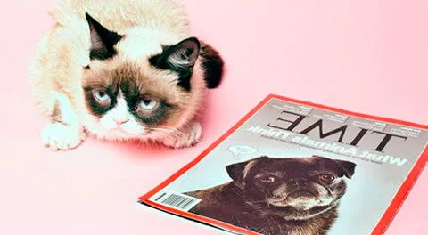 Grumpy Cat: Datos curiosos sobre el gato del meme que se viralizó en internet
