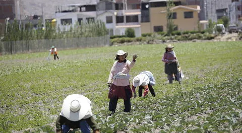 Heladas inusuales malograron la mitad de cultivos en zona oriental de Arequipa