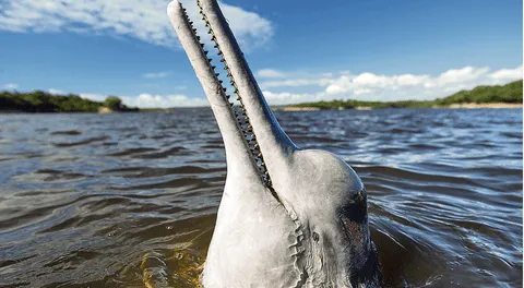 Delfines de río y manatíes ya cuentan con plan de conservación