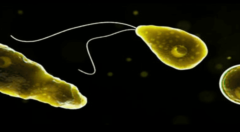 EE. UU.: menor de edad fallece después de ser infectado por una ameba ‘come cerebros’