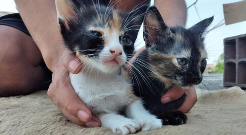 Buscan hogar para gatitas abandonadas en un basurero de Ventanilla