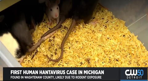 Confirman en Estados Unidos el primer caso humano de hantavirus en Míchigan