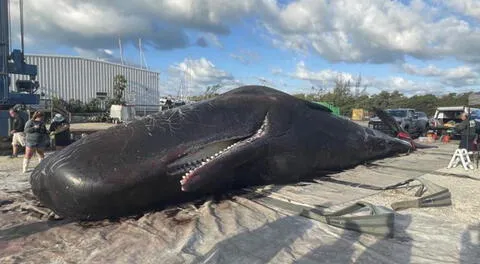 Un cachalote aparece muerto a orillas de una playa en Florida