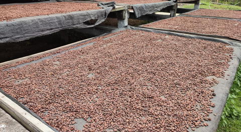 Amazonas: Perú es incluido en lista de riesgo por exportar cacao contaminado