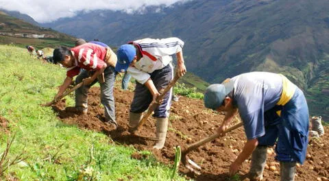 Congreso aprueba rescate financiero a pequeños agricultores con créditos vencidos en Agrobanco