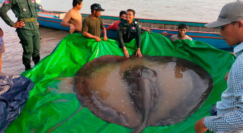 Descubren al pez de agua dulce que podría ser “el más grande del mundo”: una raya de 300 kilos