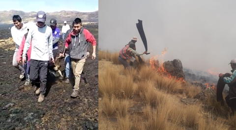 Cusco: incendio forestal acaba con la vida de 60 vicuñas 
