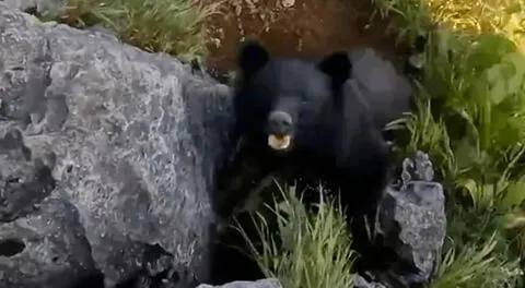 Escalador graba el momento exacto en que se defiende de los ataques de un oso