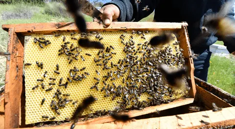 Mujer es acusada de lanzar enjambre de abejas a policías que pretendían desalojarla