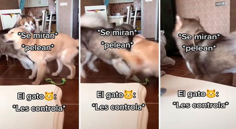 Gato ve que 2 perros tienen una pelea, se molesta y le pega a uno para detenerlos