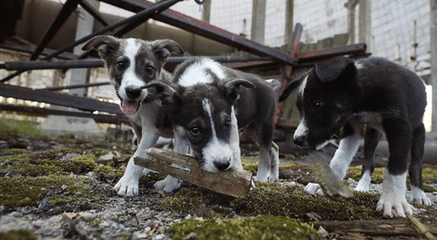 Perros callejeros en Chernóbil serían genéticamente distintos que los de otras partes del mundo