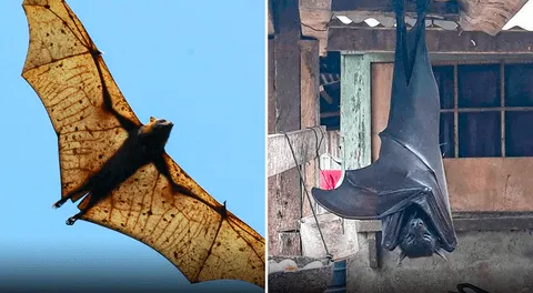 ¿Cuánto mide el zorro volador filipino, el murciélago más grande del mundo?